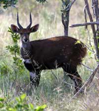 Animal pictures, bushbuck