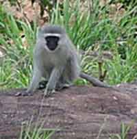pictures of animals, vervet monkey
