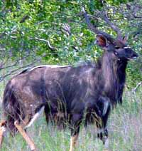 animal pictures, nyala bull