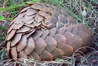 pictures of pangolin