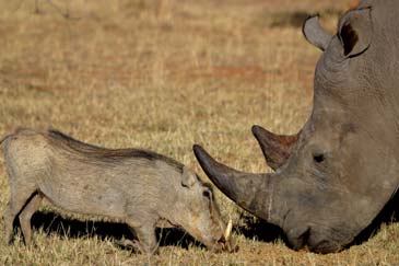 pictures of animals, rhino