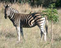 picture of Zebra 