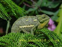 reptile pictures, chameleon