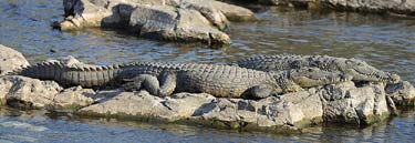 pictures of crocodile