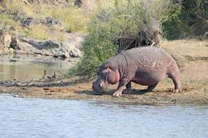hippo, hippopotamus