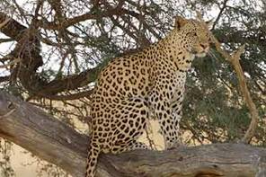 picture of leopard sitting in tree